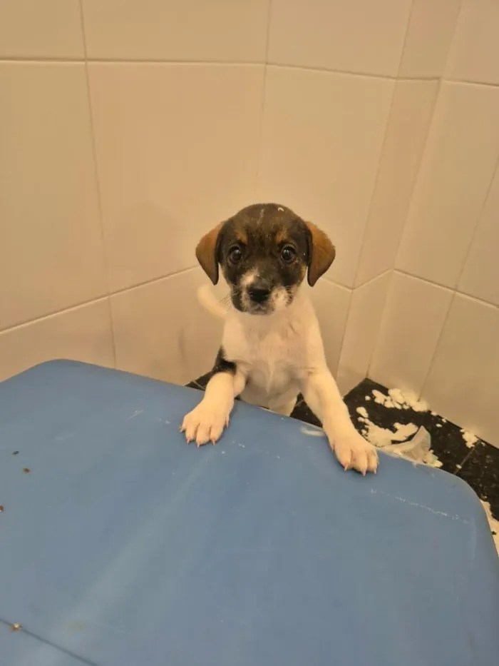 Cachorro raça SRD-ViraLata idade Abaixo de 2 meses nome Sam