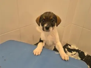 Cachorro raça SRD-ViraLata idade Abaixo de 2 meses nome Sam
