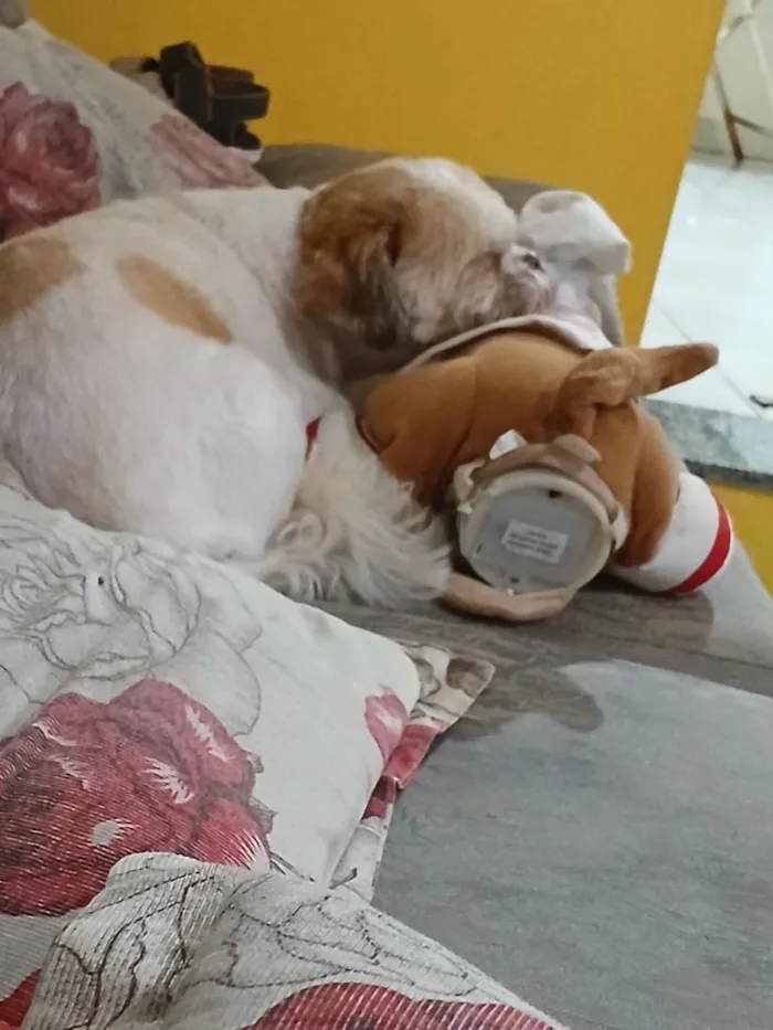 Cachorro raça Shitzu idade 6 ou mais anos nome Chase
