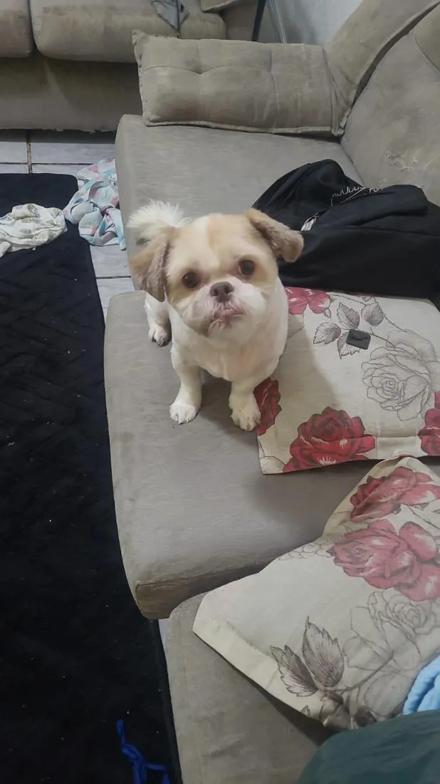 Cachorro raça Shitzu idade 6 ou mais anos nome Chase