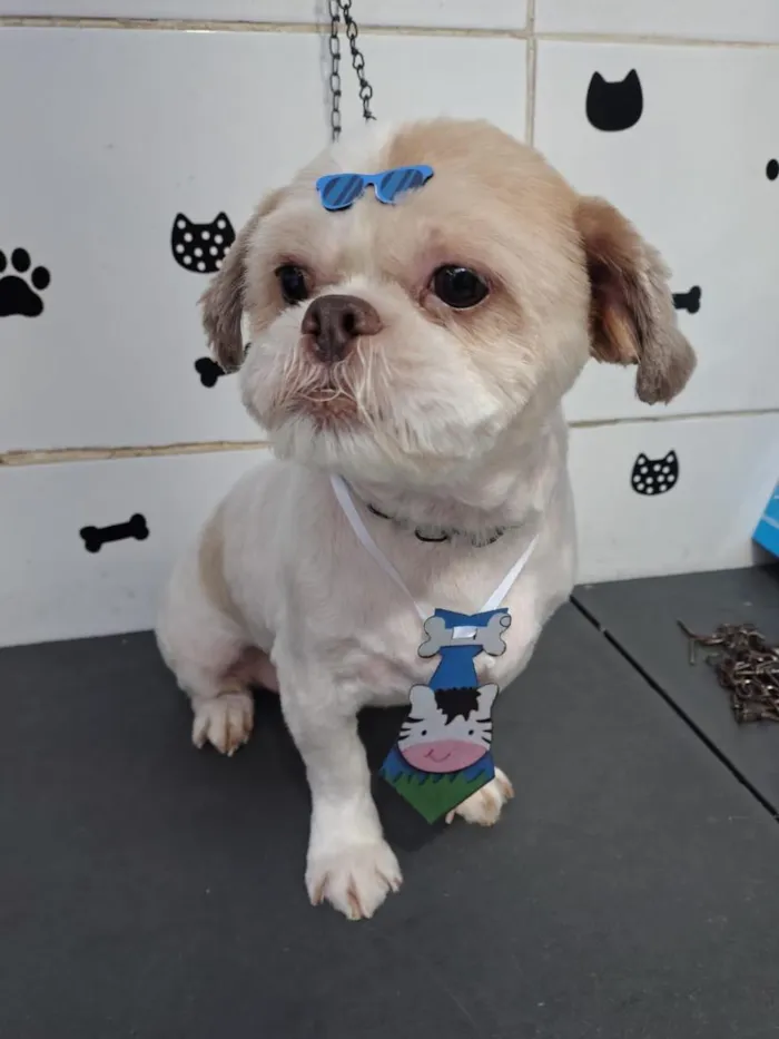 Cachorro raça Shitzu idade 6 ou mais anos nome Chase