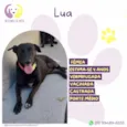 Lua