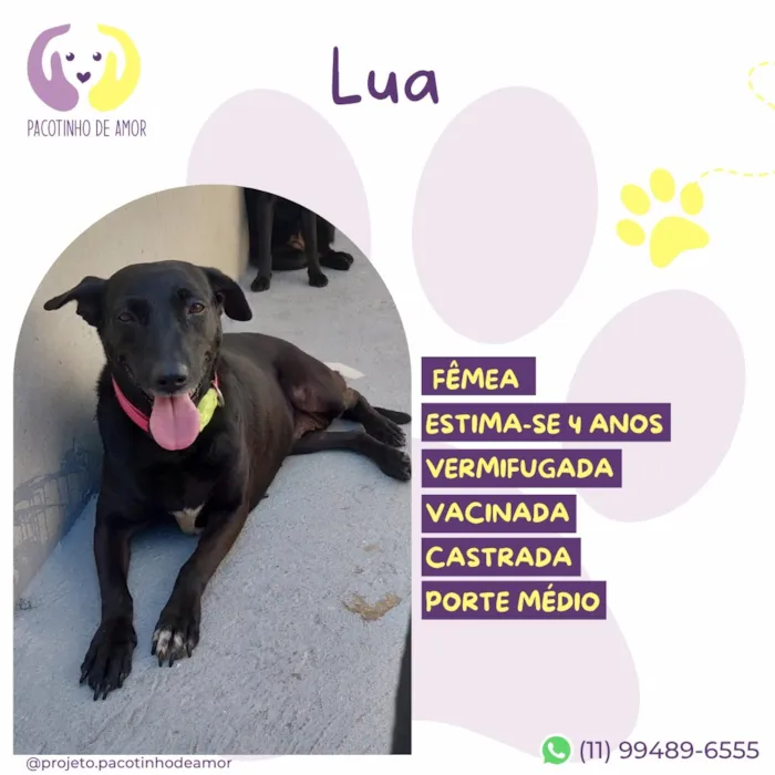 Cachorro raça SRD-ViraLata idade 4 anos nome Lua