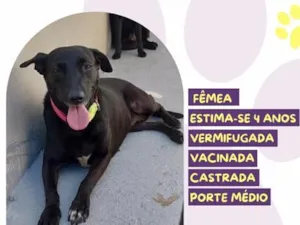 Cachorro raça SRD-ViraLata idade 4 anos nome Lua