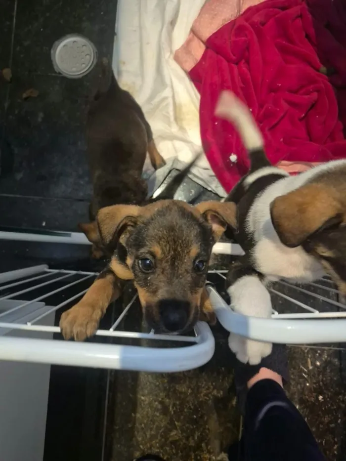 Cachorro raça SRD-ViraLata idade Abaixo de 2 meses nome Alex