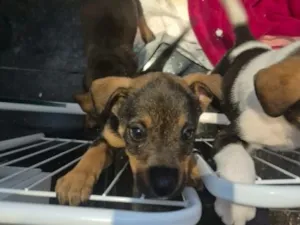Cachorro raça SRD-ViraLata idade Abaixo de 2 meses nome Alex