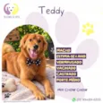 Teddy