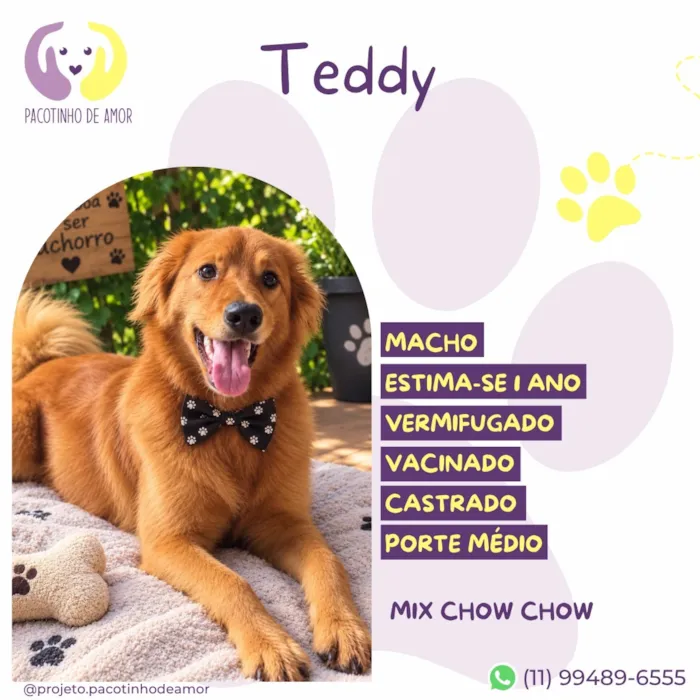 Cachorro raça SRD-ViraLata idade 1 ano nome Teddy