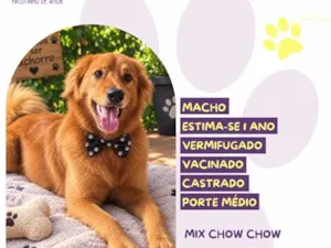 Cachorro raça SRD-ViraLata idade 1 ano nome Teddy