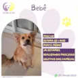 Bebê