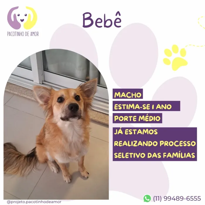 Cachorro raça SRD-ViraLata idade 1 ano nome Bebê