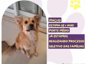 Cachorro raça SRD-ViraLata idade 1 ano nome Bebê