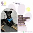 Tales