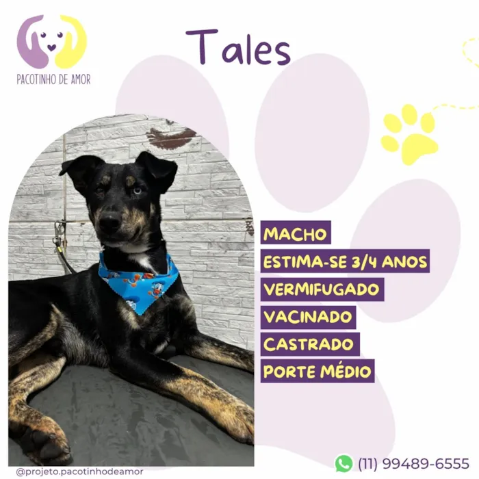 Cachorro raça SRD-ViraLata idade 4 anos nome Tales