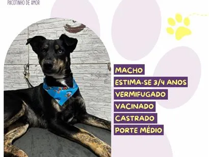 Cachorro raça SRD-ViraLata idade 4 anos nome Tales