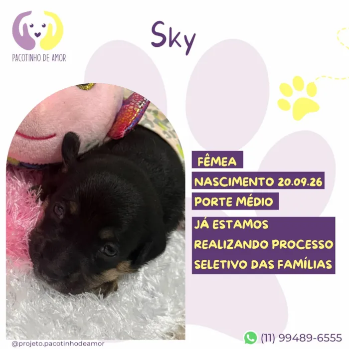 Cachorro raça SRD-ViraLata idade Abaixo de 2 meses nome Sky
