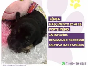 Cachorro raça SRD-ViraLata idade Abaixo de 2 meses nome Sky