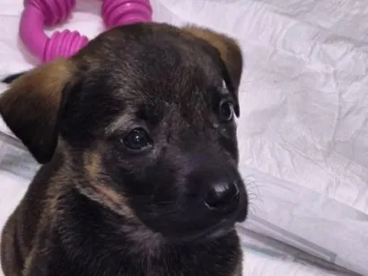 Cachorro raça SRD-ViraLata idade Abaixo de 2 meses nome Clover