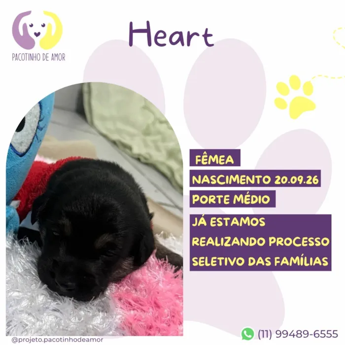 Cachorro raça SRD-ViraLata idade Abaixo de 2 meses nome Heart
