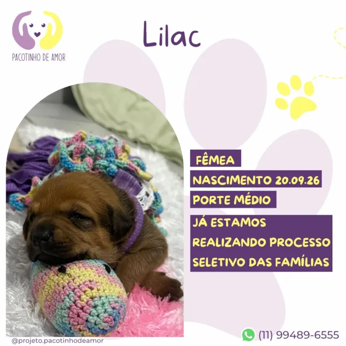 Cachorro raça SRD-ViraLata idade Abaixo de 2 meses nome Lilac