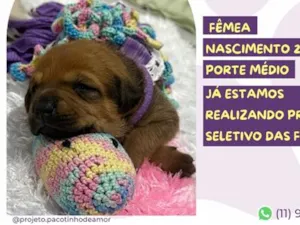 Cachorro raça SRD-ViraLata idade Abaixo de 2 meses nome Lilac