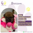 Blossom