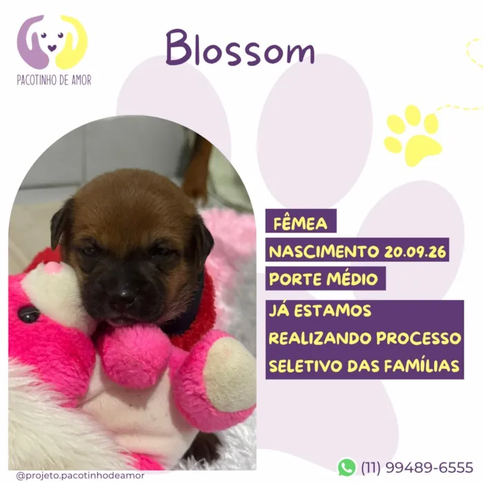 Cachorro raça SRD-ViraLata idade Abaixo de 2 meses nome Blossom