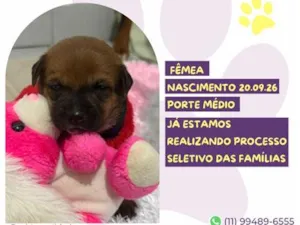 Cachorro raça SRD-ViraLata idade Abaixo de 2 meses nome Blossom