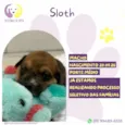 Sloth