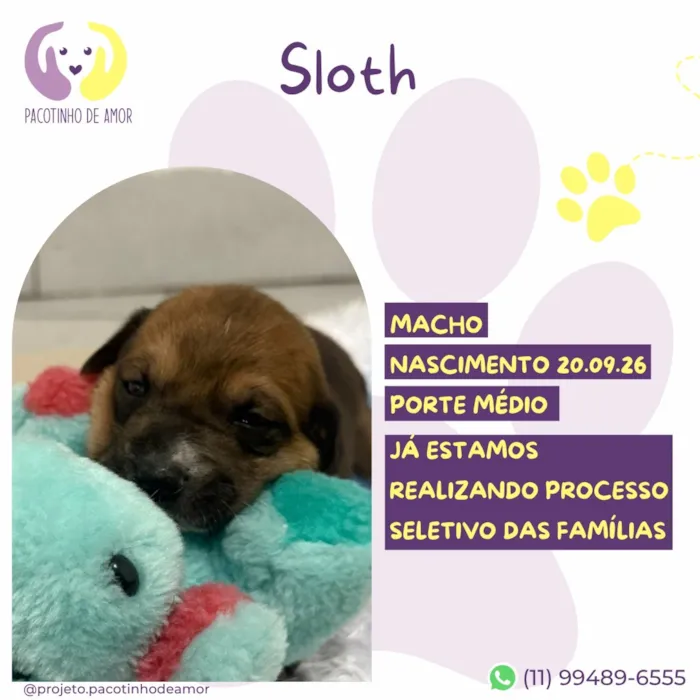 Cachorro raça SRD-ViraLata idade Abaixo de 2 meses nome Sloth