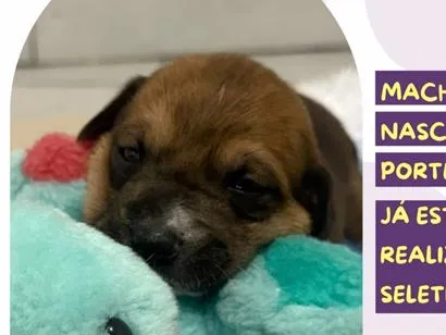 Cachorro raça SRD-ViraLata idade Abaixo de 2 meses nome Sloth