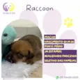 Raccon 