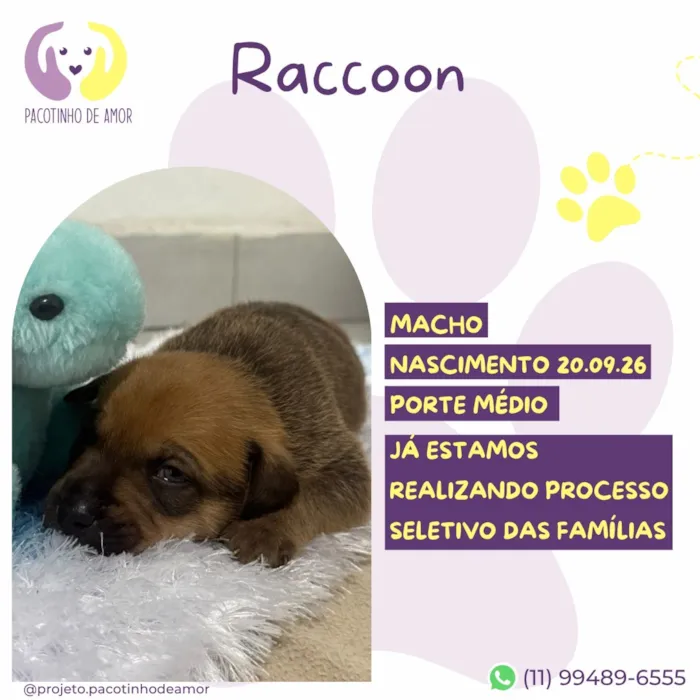 Cachorro raça SRD-ViraLata idade Abaixo de 2 meses nome Raccon 