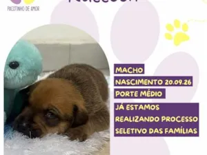 Cachorro raça SRD-ViraLata idade Abaixo de 2 meses nome Raccon 