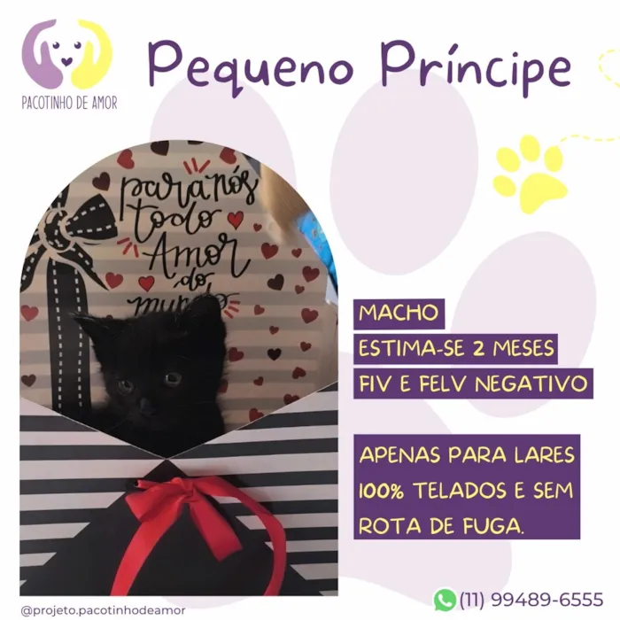 Gato raça SRD-ViraLata idade 2 a 6 meses nome Pequeno príncipe 