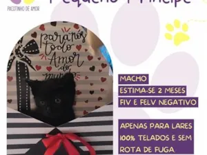 Gato raça SRD-ViraLata idade 2 a 6 meses nome Pequeno príncipe 