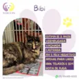 Bibi