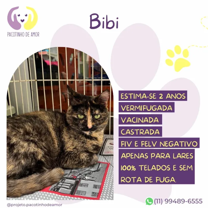 Gato raça SRD-ViraLata idade 2 anos nome Bibi