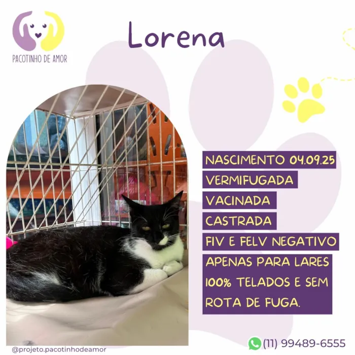 Gato raça SRD-ViraLata idade 1 ano nome Lorena