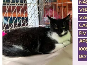 Gato raça SRD-ViraLata idade 1 ano nome Lorena