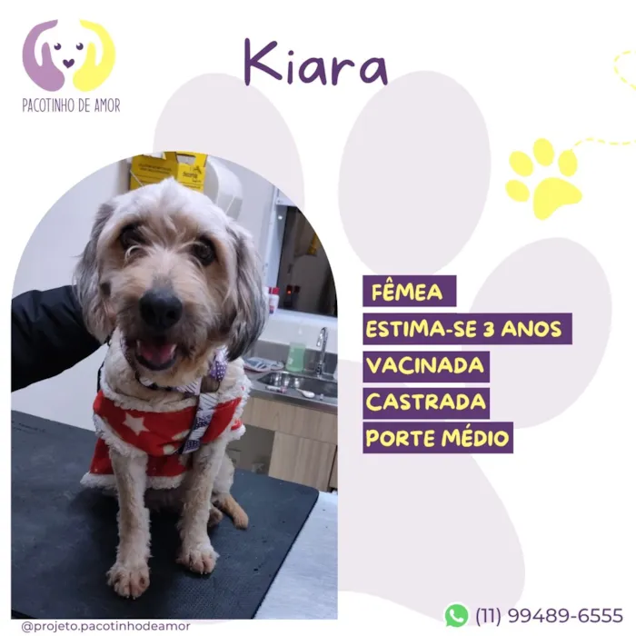 Cachorro raça SRD-ViraLata idade 3 anos nome Kiara