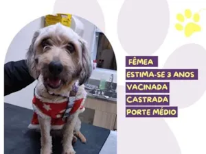 Cachorro raça SRD-ViraLata idade 3 anos nome Kiara