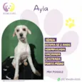 Ayla