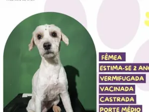 Cachorro raça SRD-ViraLata idade 2 anos nome Ayla