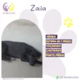 Zaila