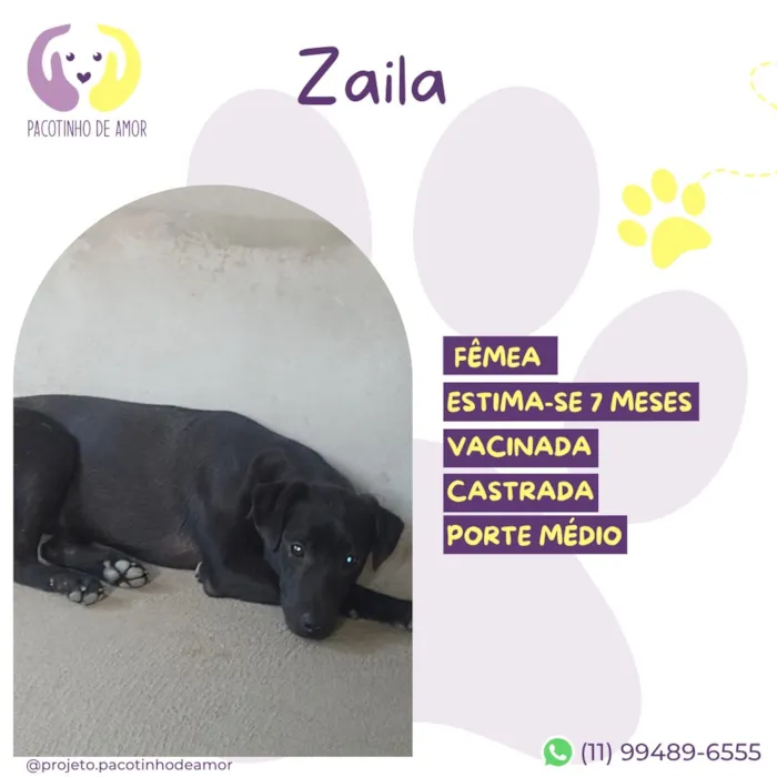 Cachorro raça SRD-ViraLata idade 7 a 11 meses nome Zaila