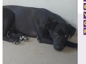 Cachorro raça SRD-ViraLata idade 7 a 11 meses nome Zaila