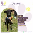 Dexter