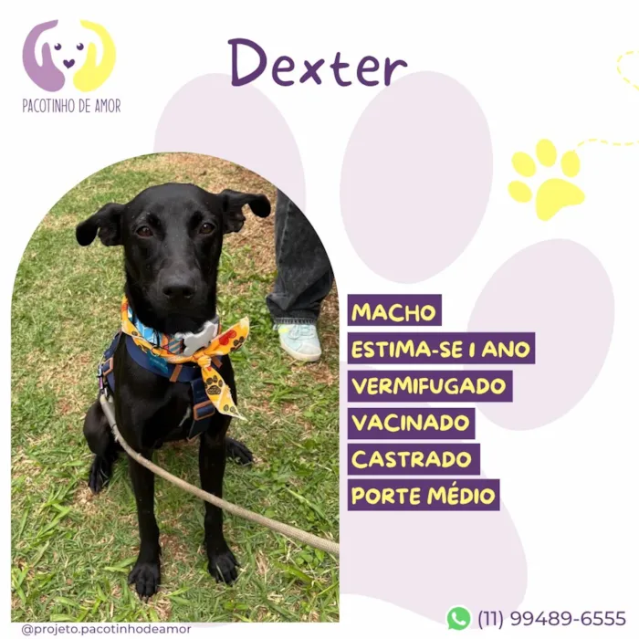 Cachorro raça SRD-ViraLata idade 1 ano nome Dexter