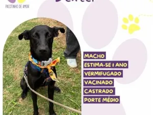 Cachorro raça SRD-ViraLata idade 1 ano nome Dexter